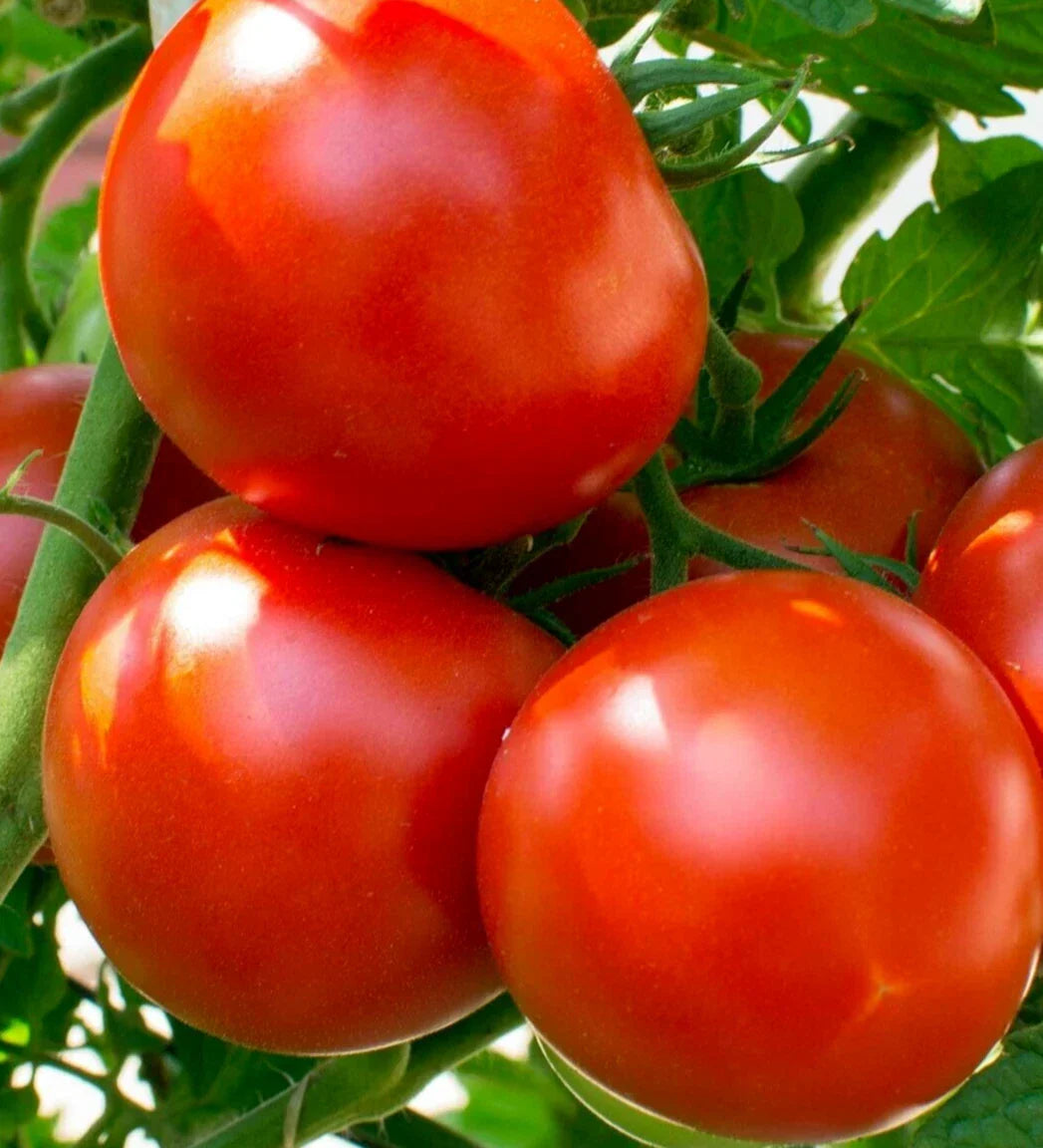 Oregon Spring Tomato Seeds - 100+ Determinate Vegetable for Salads, Sauces, Soups - Solanum lycopersicum