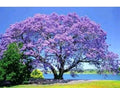 Jacaranda Tree Live Plant - 3-6" Tall, Purple Blue Flowers, Potted, Jacaranda mimosifolia, Garden & Patio Plant