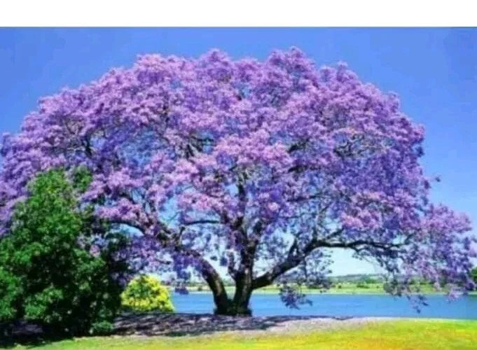 Jacaranda Tree Live Plant - 3-6" Tall, Purple Blue Flowers, Potted, Jacaranda mimosifolia, Garden & Patio Plant