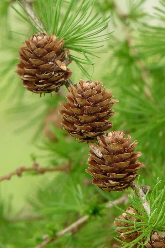 European Larch Seeds - Larix decidua for Planting, Hardy Conifer Tree, 25 Seeds, Deciduous Conifer, Landscape, Reforestation