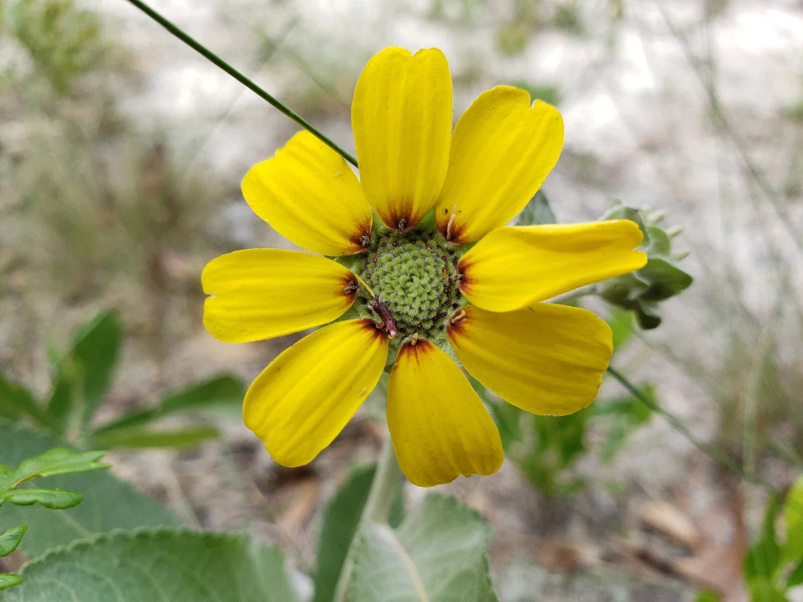 Chocolate Daisy Seeds – 15 Organic Soft Greeneyes Berlandiera lyrata Florida Native Perennial Flower