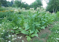 Black Mammoth Tobacco Seeds - Heirloom Nicotiana tabacum for Pipe & Snuff, 1000+ Seeds, Easy to Grow, Non-GMO, Self-Sufficient Gardening