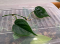 Heart Leaf Philodendron Cuttings - 2 Rooted Clippings - Philodendron hederaceum - Indoor Houseplant, Air-Purifying, Low Maintenance