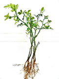 Cold Hardy Citrus Seedlings 5-Pack | Bare Root Citrus Plants for Gardens & Pots | Citrus spp.