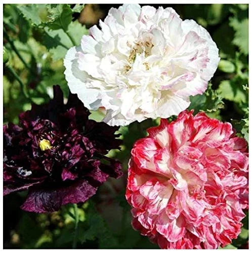Antique Flemish Poppy Double Mix Flower Seeds – Papaver somniferum – Non-GMO Garden Planting Seeds for Borders & Cut Flowers
