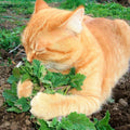 Catnip Seeds for Planting - Nepeta cataria - Herbaceous Perennial for Gardens & Indoor Growing, Organic & Non-GMO Seed Pack