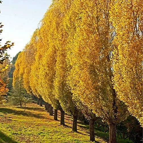 Lombardy Poplar Trees Live Cuttings - Fast-Growing Privacy Trees - Populus nigra 'Italica' - 2 Pack
