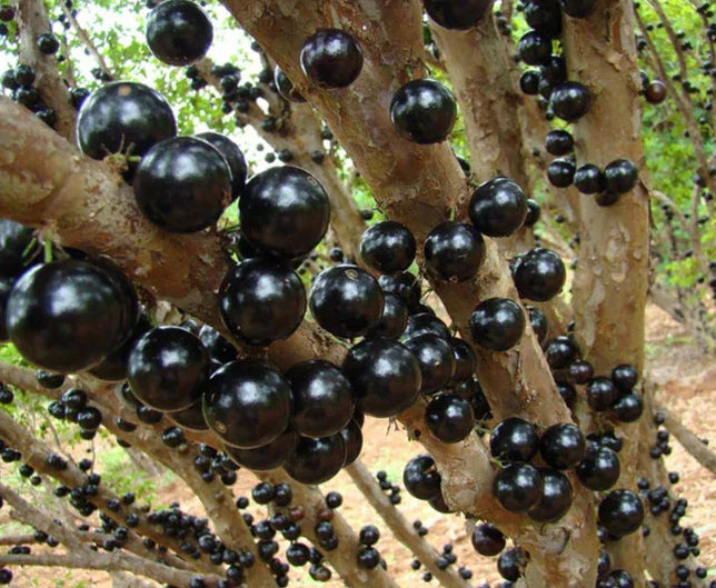 Black Jaboticaba Tree Live Plant, 1 Foot Tall, Well-Rooted, Plinia cauliflora, Tropical Fruit Tree for Indoor & Outdoor Gardens