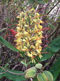 Hawaiian Kahili Butterfly Ginger Live Tuber Root - 2 Large Rhizomes | Hedychium gardnerianum from Hawaii