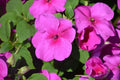 Busy Lizzy Impatiens Seeds 500 Count - Lilac Color, Compact Growth, Impatiens walleriana, Shade-Tolerant Flower Seeds