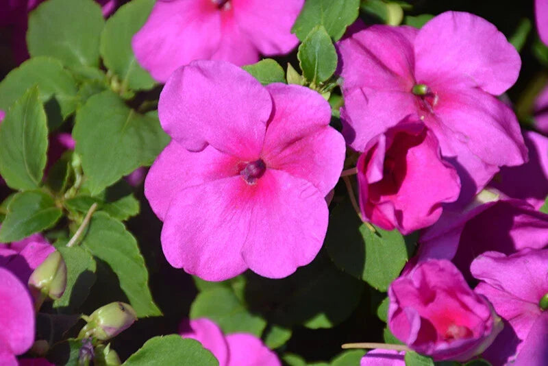 Busy Lizzy Impatiens Seeds 500 Count - Lilac Color, Compact Growth, Impatiens walleriana, Shade-Tolerant Flower Seeds