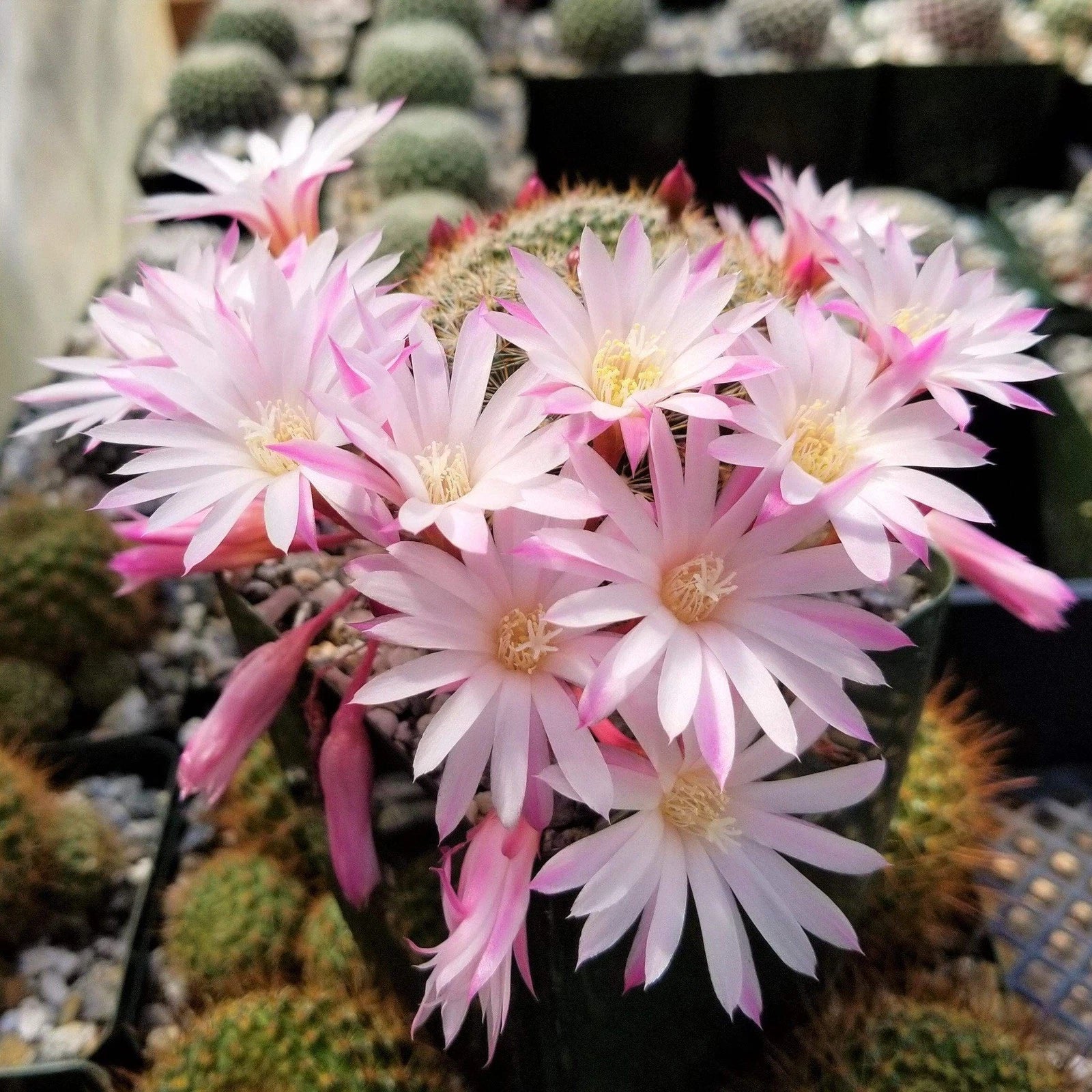 Rebutia Narvaecensis Cactus Plant | Live Succulent in 4-Inch Pot | Small, Colorful Blooms | Easy Care Indoor Cactus