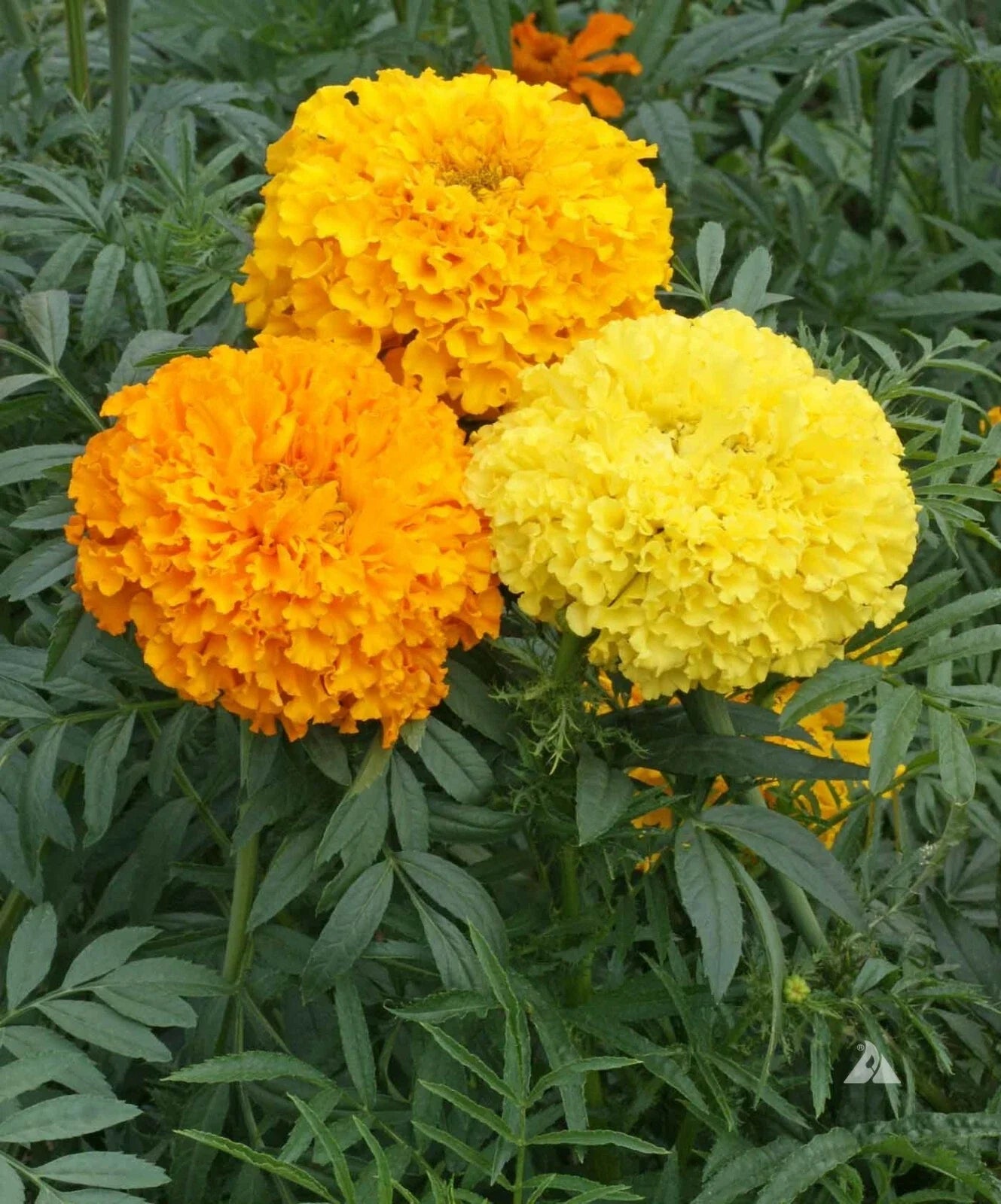 African Marigold Seeds - Crackerjack Mix, Heirloom Non-GMO, 250 Seeds, Tagetes erecta, Vibrant Colors for Borders & Containers