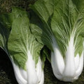 Chinese Cabbage Seeds 500 Pak Choy White Stem Brassica rapa subsp. pekinensis, Heirloom, Non-GMO, Easy to Grow