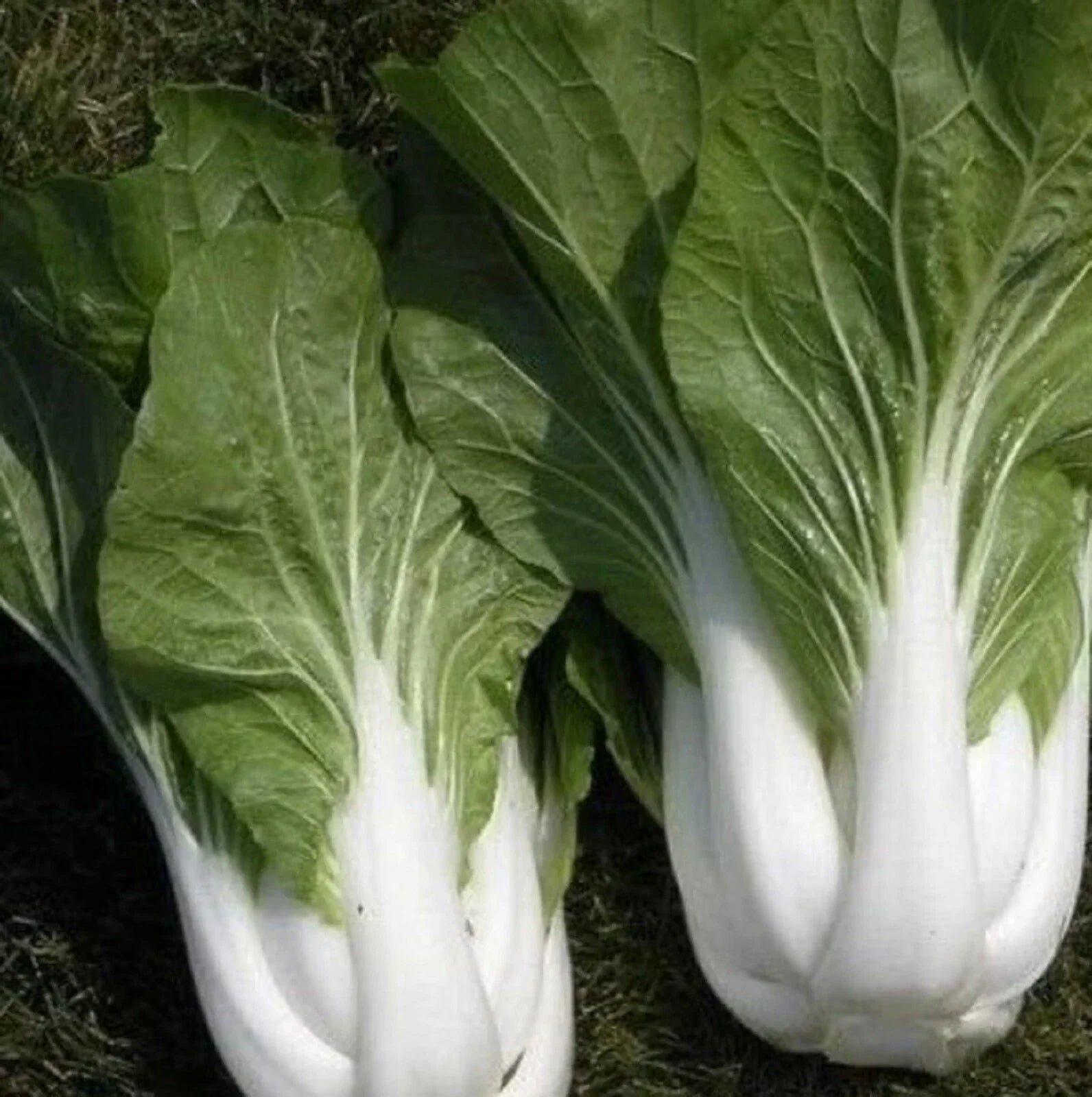 Chinese Cabbage Seeds 500 Pak Choy White Stem Brassica rapa subsp. pekinensis, Heirloom, Non-GMO, Easy to Grow