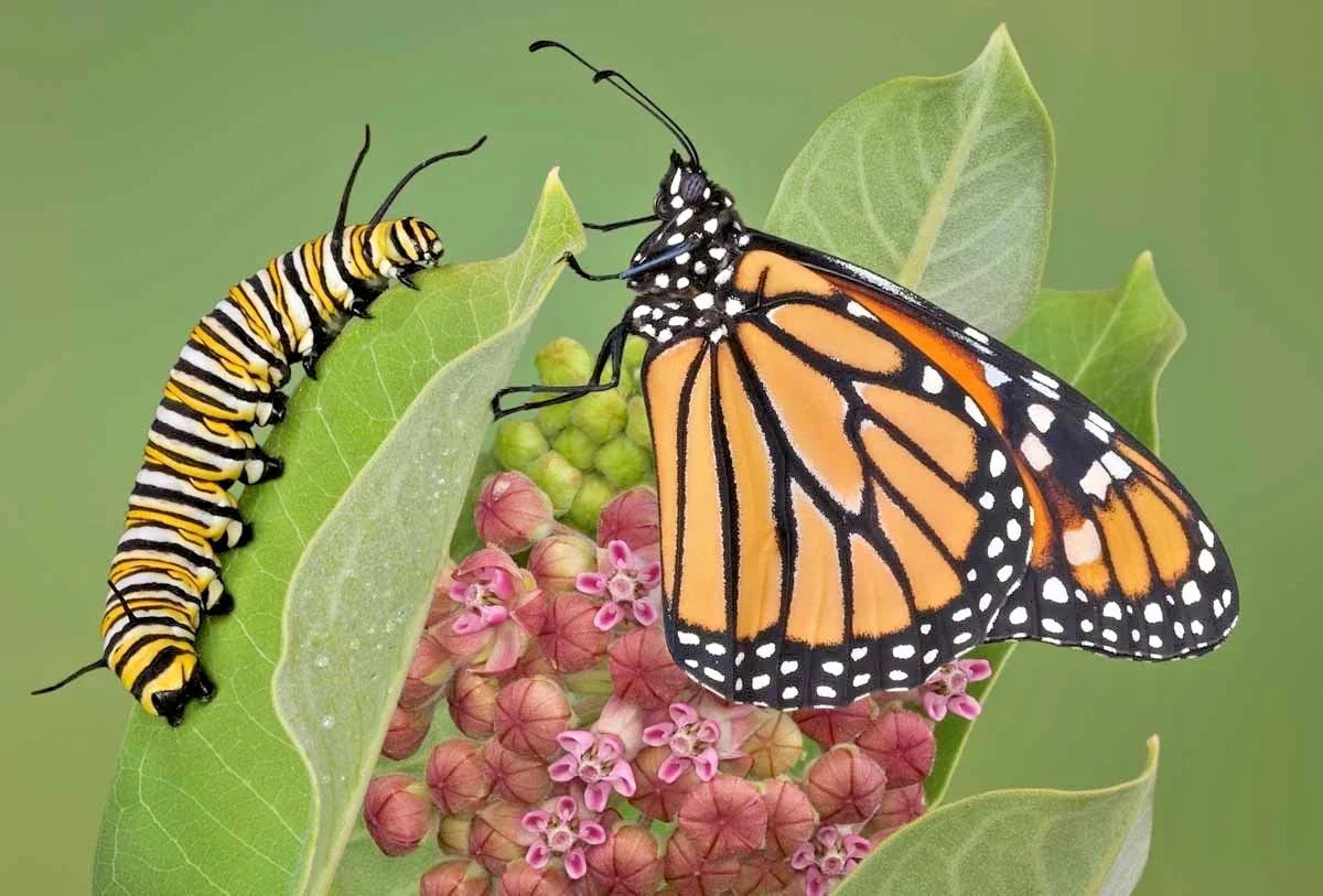 Common Milkweed Seeds - 50+ Count Native Wildflower for Container Gardens - Asclepias Syriaca