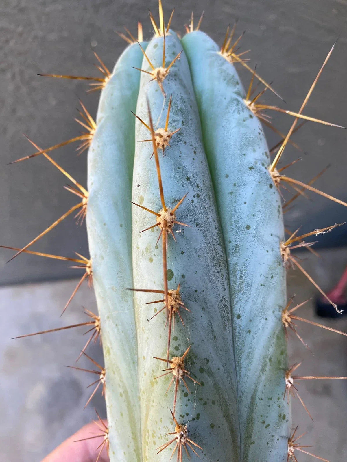 Echinopsis Icaros Cutting 15 Inch – Unique Cactus Variety for Indoor & Outdoor Gardens, Succulent Propagation