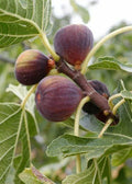 Fruiting Fig Tree Potted 'Olympian' Ficus Carica Edible Fruit Indoor Outdoor Plant Easy Care