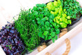 Microgreens Mix Seed Packet - Basil, Onion, Radish, Alfalfa, Wheatgrass - Nutrient-Dense Home Growing