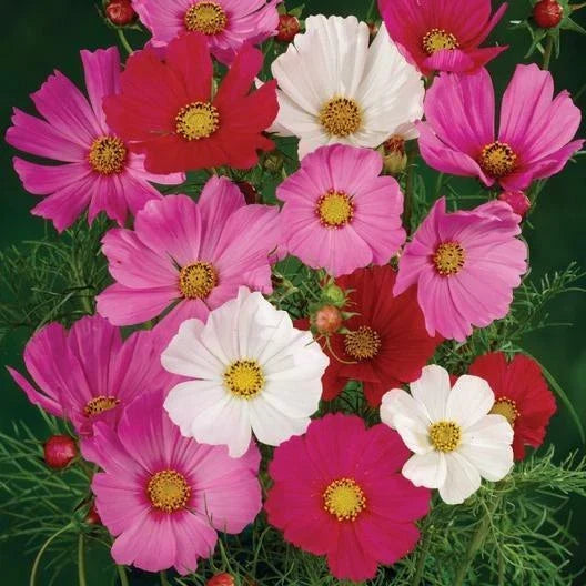 Cosmos Seeds Bulk Pack - Tall Mix, Non-GMO, 500 Seeds, Cosmos bipinnatus, Garden Flower Planting