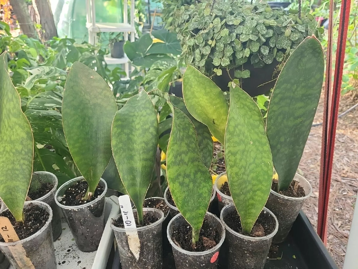 Sansevieria Masoniana Whale Fin Snake Plant, Rooted Indoor Houseplant in 3.5" Pot, Unique Paddle-Shaped Leaves, Air-Purifying, Low Maintenance