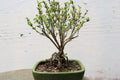 Exposed Root Bonsai Tree Mt. Fuji Serissa - Serissa japonica Indoor Plant Decor