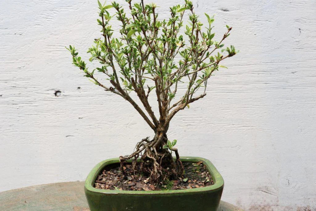 Exposed Root Bonsai Tree Mt. Fuji Serissa - Serissa japonica Indoor Plant Decor