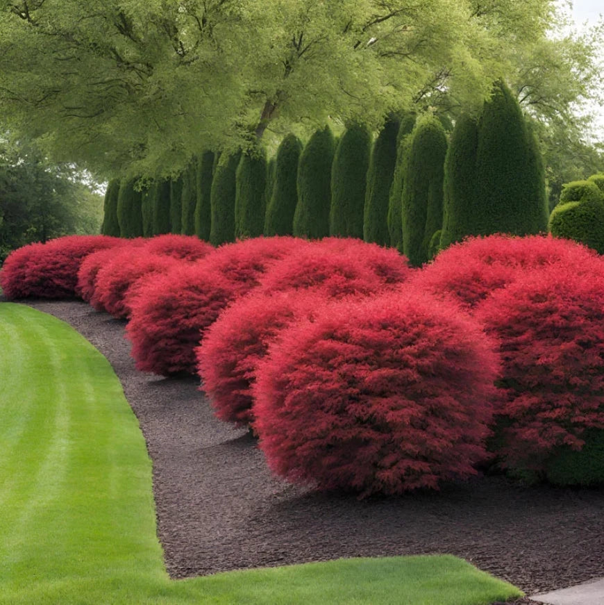 Dwarf Burning Bush Live Plant 6-12" Euonymus alatus Bare Root for Borders, Hedges, Fall Foliage