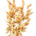 Whole Oats Seeds - Organic Non-GMO Avena sativa for Cat Grass, Indoor & Outdoor Growing, 300+ Seeds