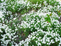 Alyssum Sweet White Flower Seeds - 1000 Count, Fragrant Annual, Lobularia maritima, Ground Cover, Border, Container Plant