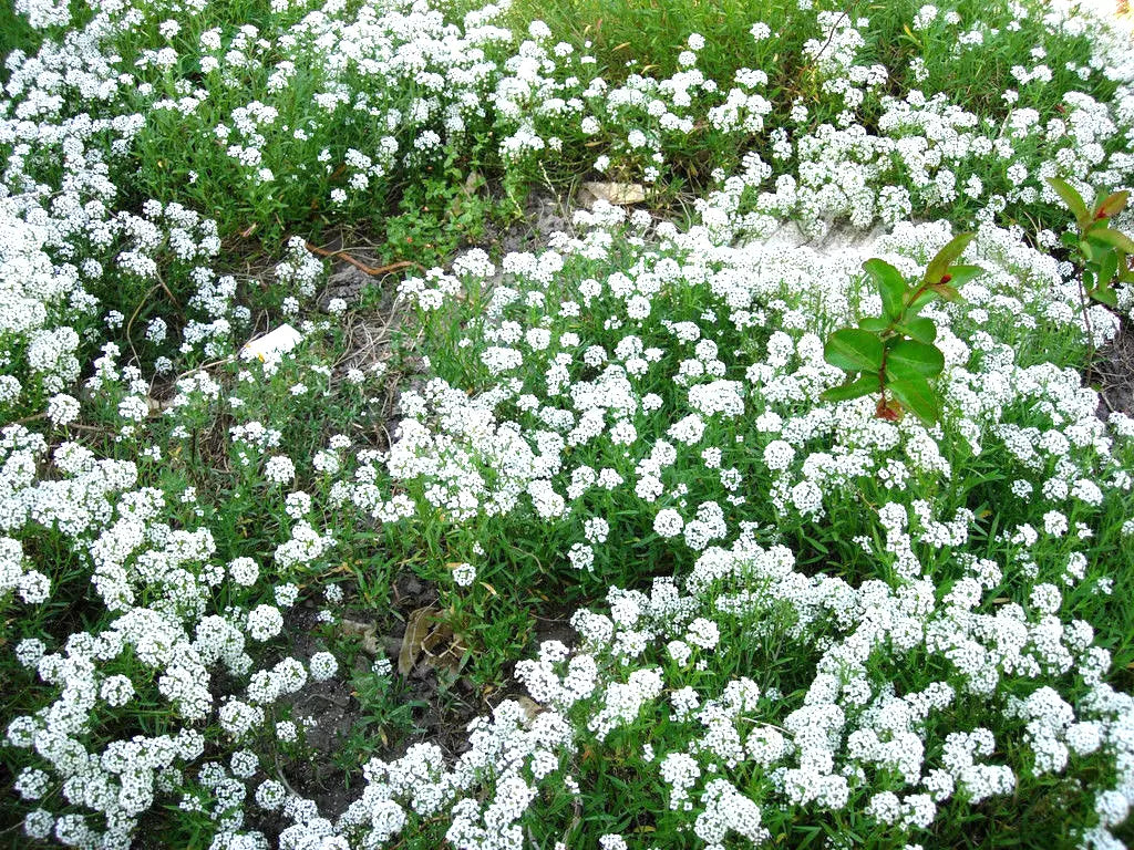 Alyssum Sweet White Flower Seeds - 1000 Count, Fragrant Annual, Lobularia maritima, Ground Cover, Border, Container Plant