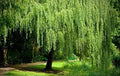 Dwarf Weeping Willow Tree Cutting - Salix babylonica 'Crispa' - Small Garden, Patio, Landscape Plant