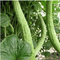 Armenian Light Green Cucumber Seeds – Organic Heirloom Cucumis sativus, Non-GMO, Packaged Seeds for Home Garden, Free Shipping