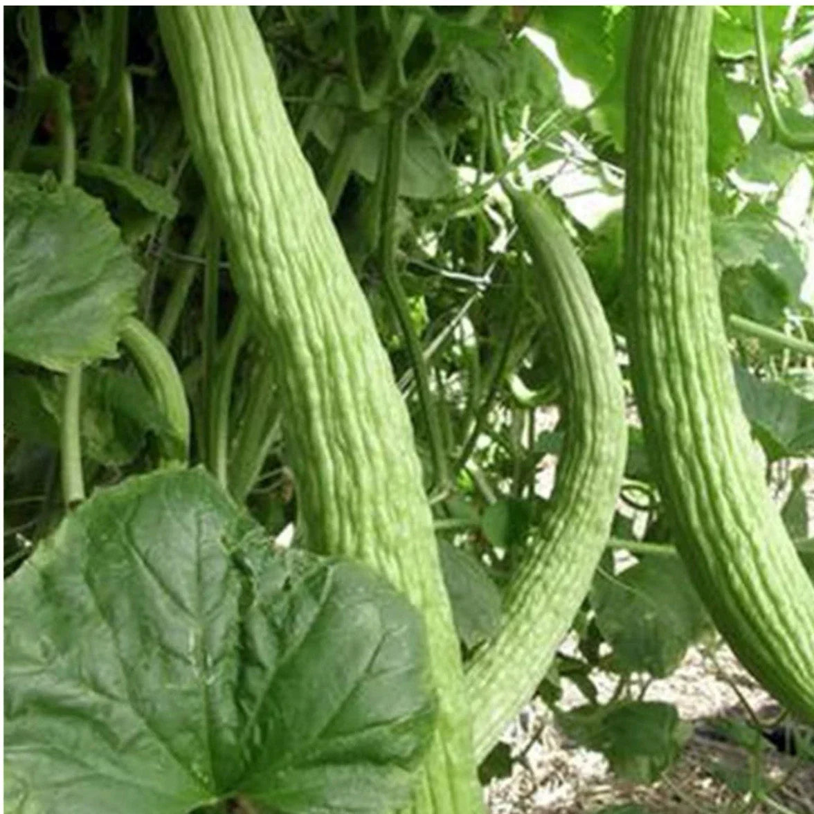 Armenian Light Green Cucumber Seeds – Organic Heirloom Cucumis sativus, Non-GMO, Packaged Seeds for Home Garden, Free Shipping