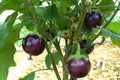 Little Prince Eggplant Seeds - 20 Pack, Heirloom Solanum melongena, Compact Bushy Plant, Easy to Grow, Small Purple Eggplants