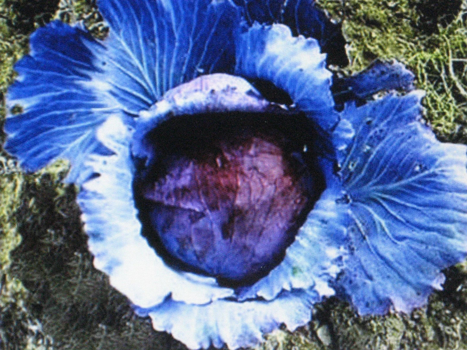 Mammoth Red Rock Cabbage Seeds - 150 Count, Brassica oleracea, Heirloom Vegetable Seeds for Gardening