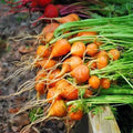 Thumbelina Carrot Seeds - 1000+ Non-GMO Heirloom Vegetable Seeds for Garden & Container Planting - Daucus carota