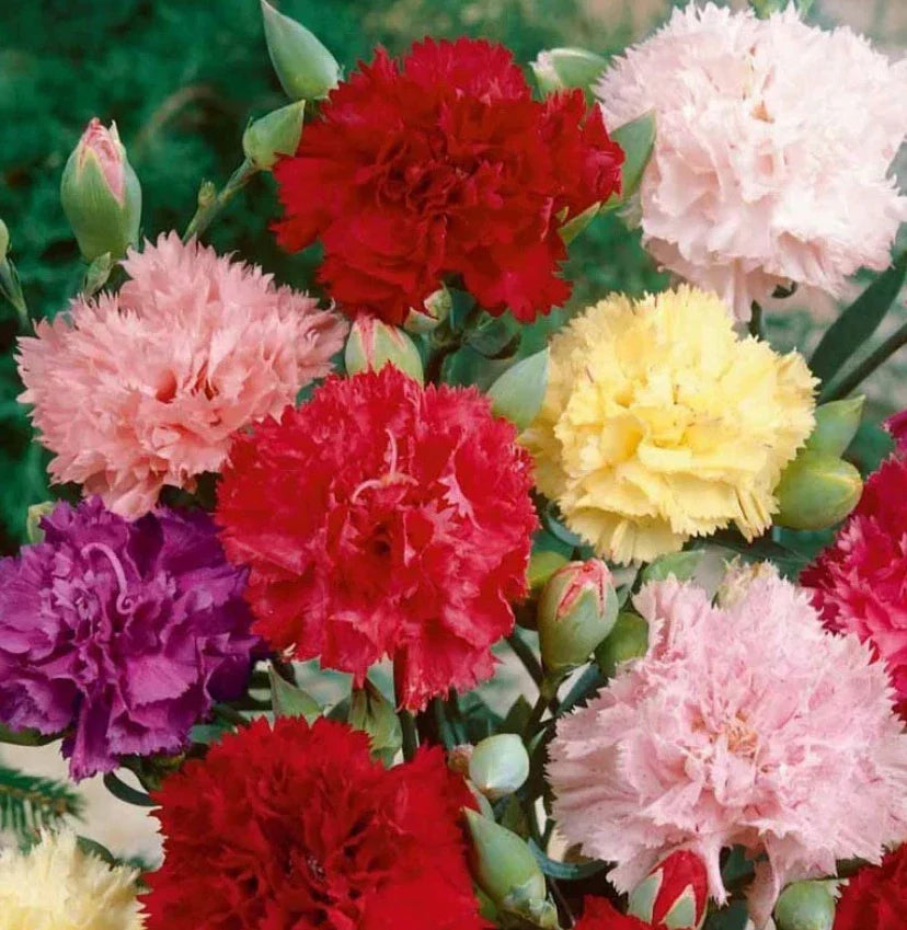 Carnation Seeds CHABAUD Mix - Fragrant Cut Flowers for Pollinators, Non-GMO, 200 Seeds, Dianthus caryophyllus