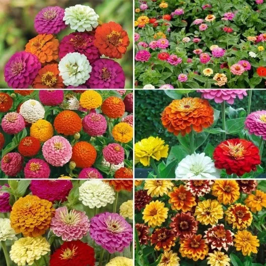 Zinnia Flower Seed Mix - 6 Varieties, Colorful Garden Blend, Zinnia elegans, Pollinator-Friendly, Easy to Grow Seeds