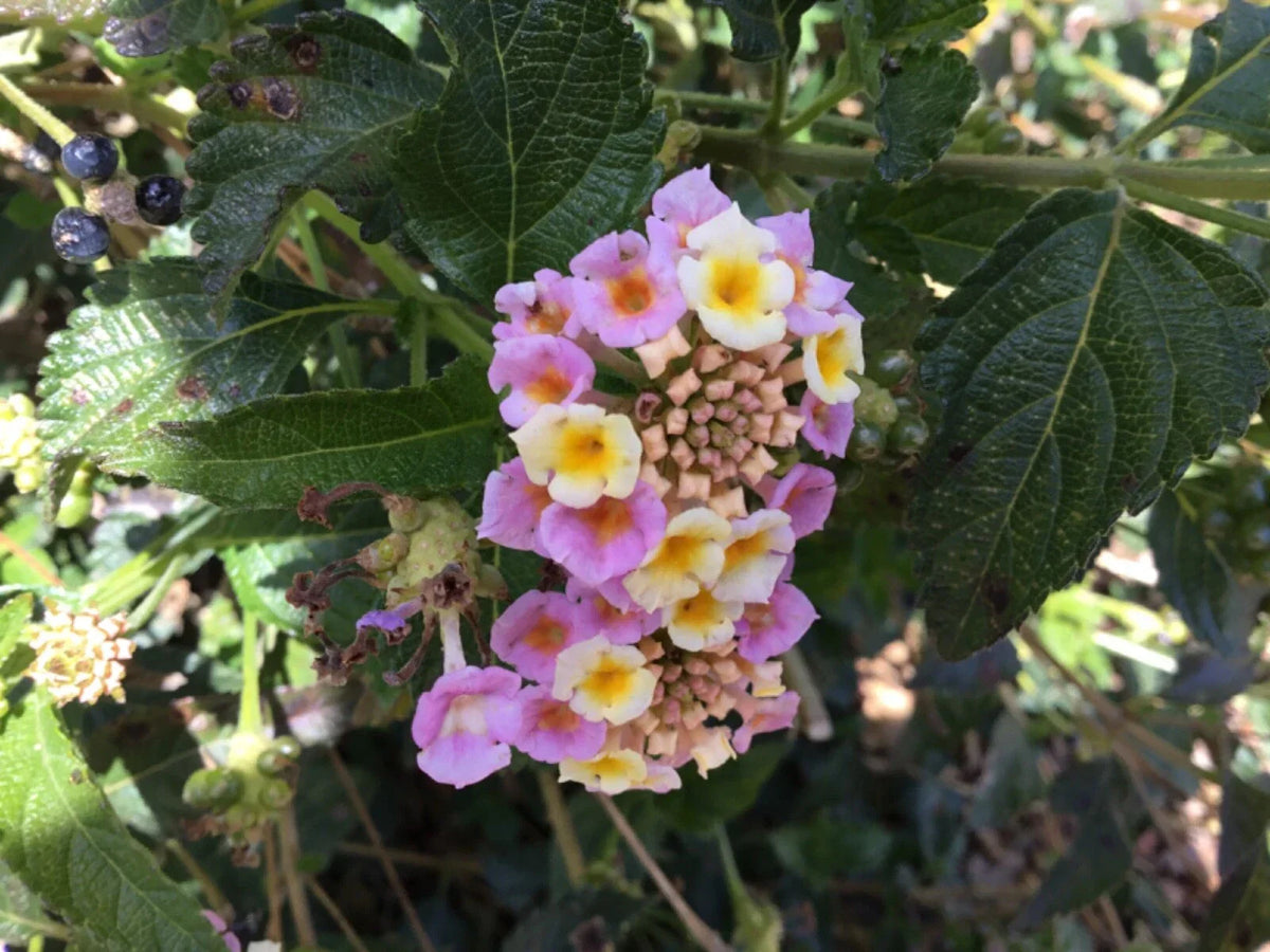 Lantana Cuttings for Rooting - Party Colors, Vibrant Multi-Color Blooms, Lantana camara