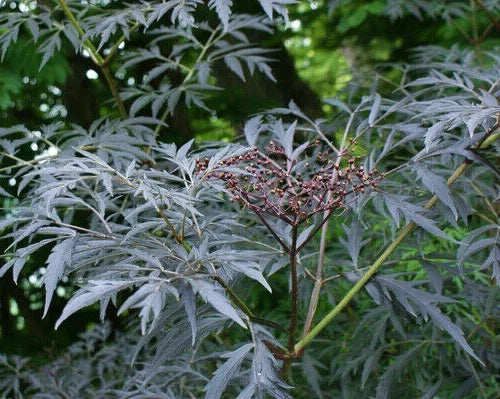 Black Lace Elderberry Seeds 25 Pack, Showy Sambucus nigra Ornamental Foliage, Bushy Shrub for Gardens