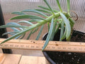 Large Blue Chalk Sticks Succulent Plant in Pot - Senecio mandraliscae, Rare Blue-Green Foliage
