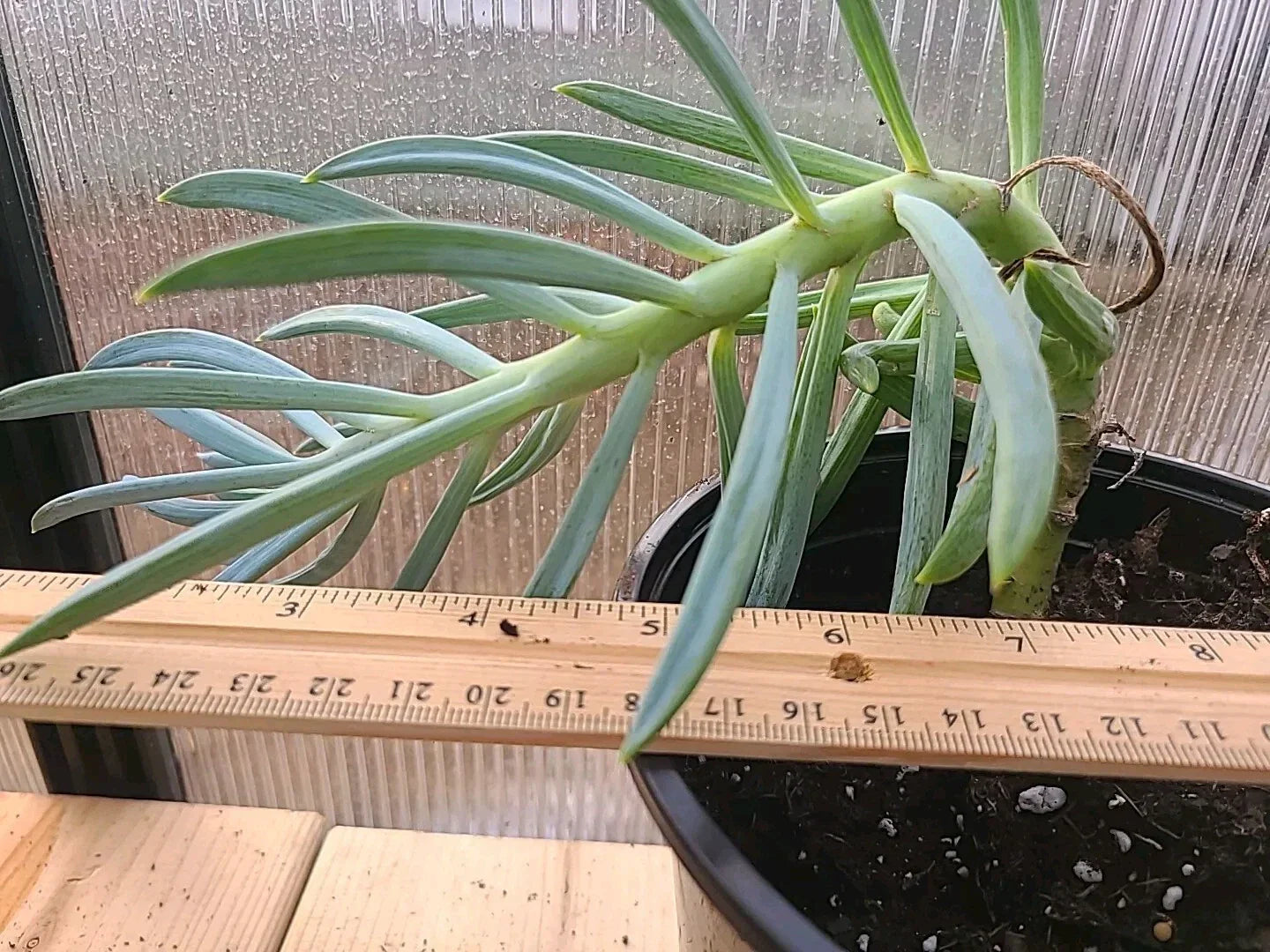 Large Blue Chalk Sticks Succulent Plant in Pot - Senecio mandraliscae, Rare Blue-Green Foliage