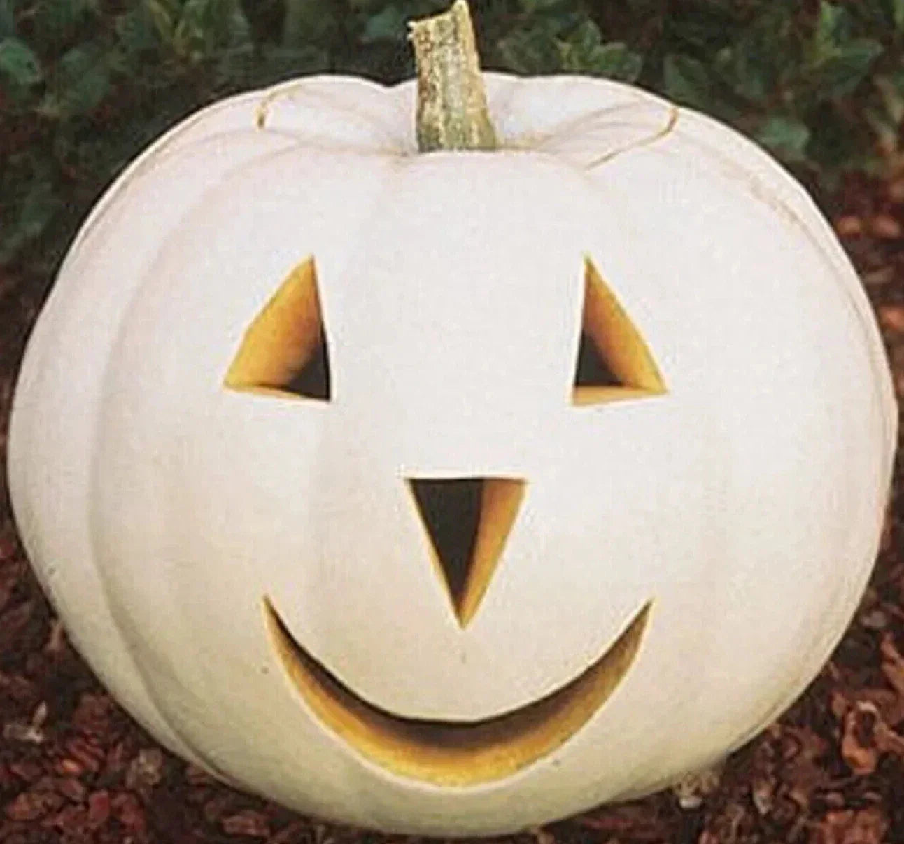 Casper Pumpkin Seeds - 12+ White Vegetable Seeds for Halloween Garden - Ornamental Cucurbita pepo