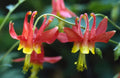 Eastern Red Columbine Seeds - Aquilegia Canadensis - Wildflower Seeds for Pollinators & Hummingbirds, 50+ Seeds