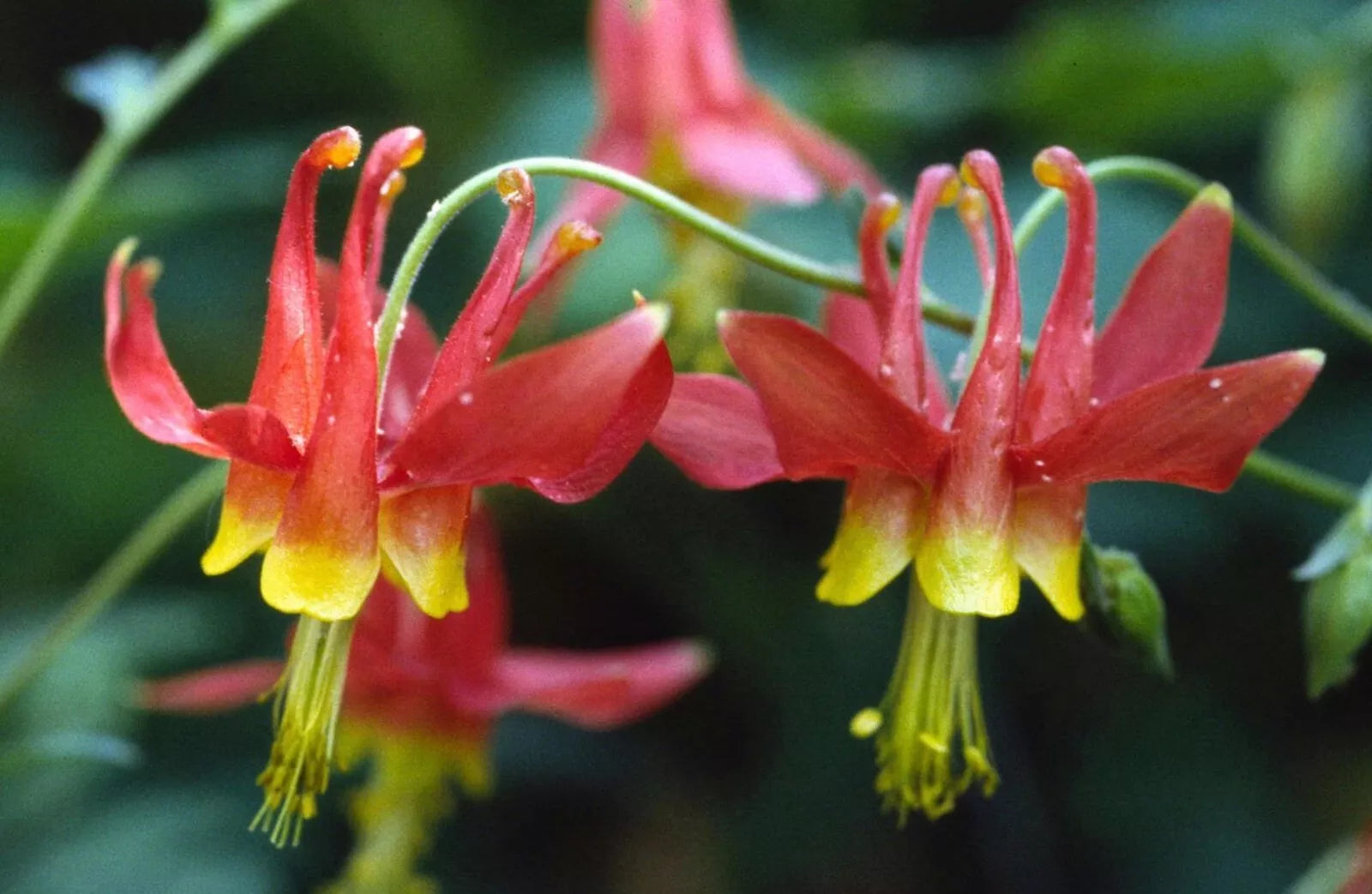 Eastern Red Columbine Seeds - Aquilegia Canadensis - Wildflower Seeds for Pollinators & Hummingbirds, 50+ Seeds