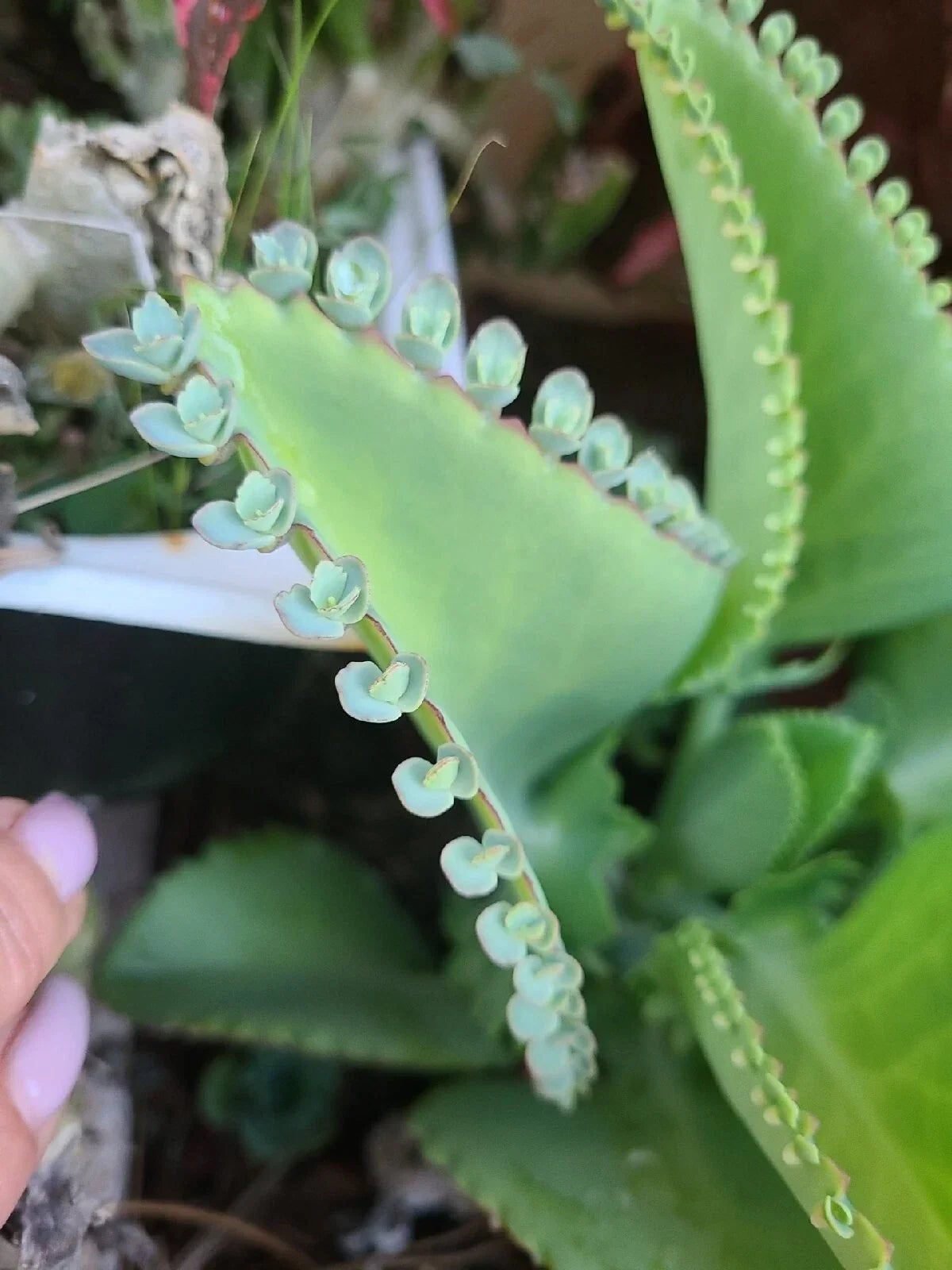 Mother of Thousands Seeds - Kalanchoe daigremontiana - Mexican Hat Plant Succulent - 15 Pack
