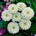 White Zinnia Flower Seeds - 126+ Pack, Summer Annual Cut Flowers, Easy to Grow, Pollinator Attracting, Zinnia elegans