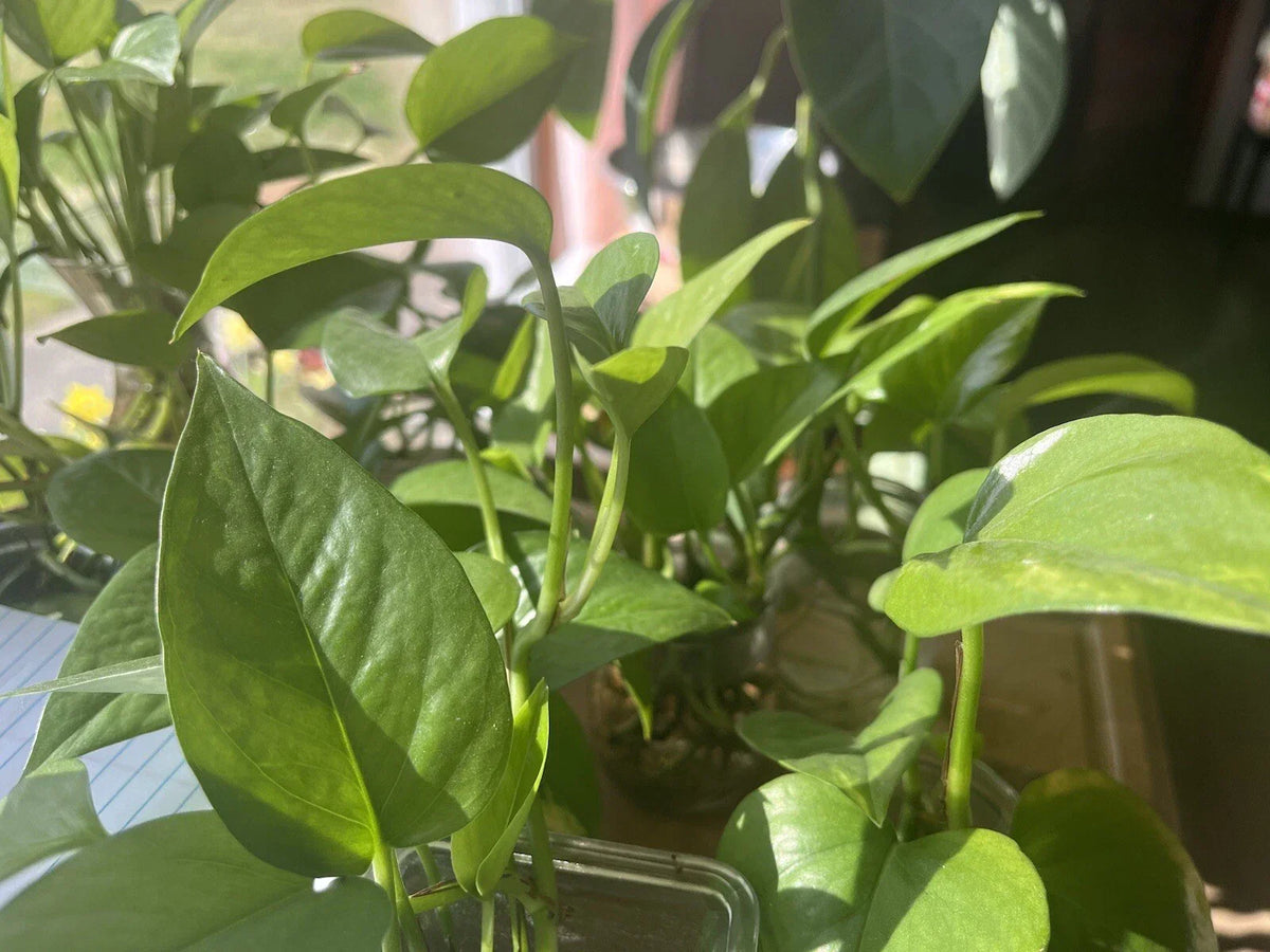 Organic Pothos Plant - Healthy Vibrant Green Epipremnum aureum