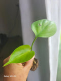 Monstera Deliciosa Plant - 2 Inch Starter, Swiss Cheese Philodendron, Tropical Indoor Houseplant, Air-Purifying Greenery